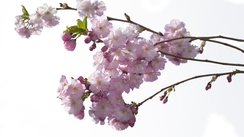 cherry, flower, wood, beautiful flowers, pink, flower background, flower wallpaper, nature, japanese cherry tree, transparent
